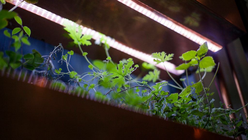 Plants growing under grow lights