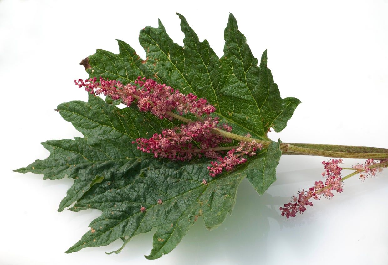 Chinese Rhubarb Plant