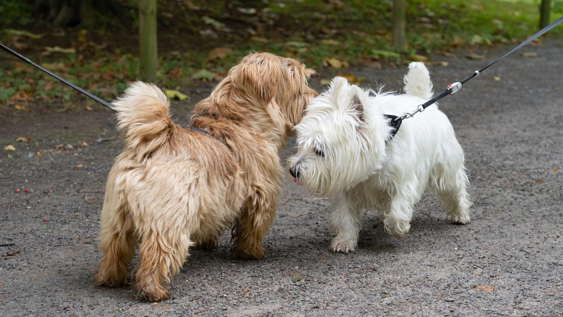 Two terriers meeting on a dog walk