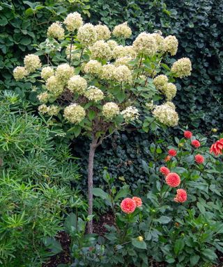 A standard lime green hydrangea tree in a garden