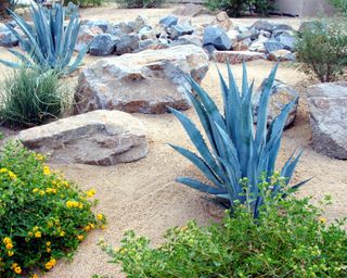 desert style landscaping with sand and rock