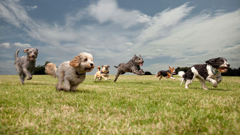 Six dogs racing to see which is the fastest dog breed