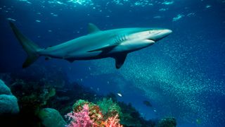 A silky shark (Carcharhinus falciformis) swimming in the Andaman Sea, Thailand above some rocks and brightly colored sea plants.