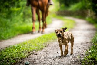 lakeland terrier