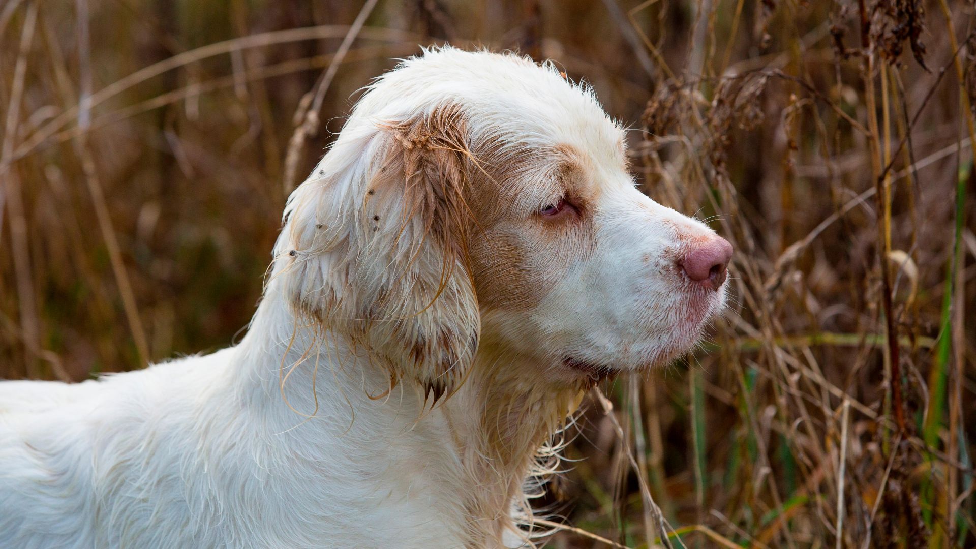 Side profile view of a Clumber Spaniel