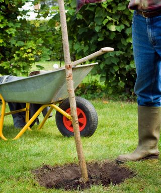 person planting a young cherry tree in a freshly dug hole in the garden