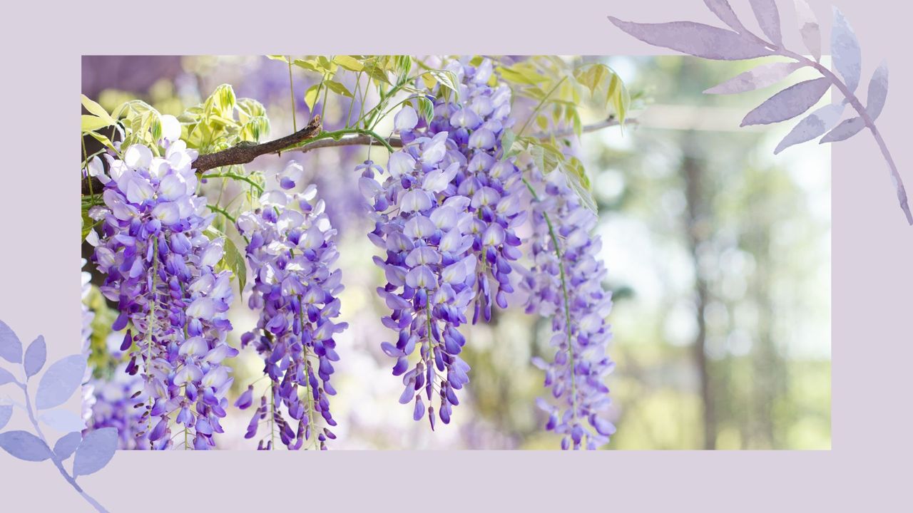 Close up of a wisteria bush with a watercolour decorative leaf border to support a guide on how to prune wisteria