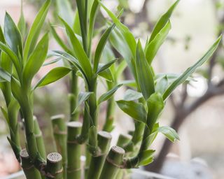 Lucky bamboo (Dracaena sanderiana) plant in a vase at home