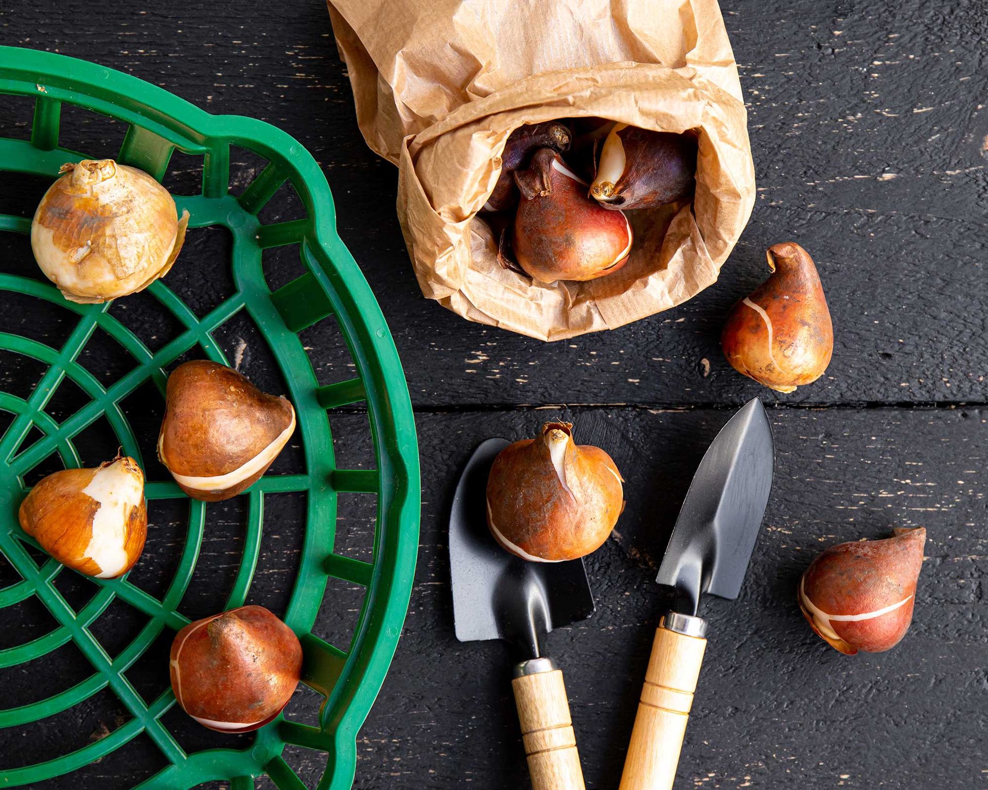 How to stop squirrels digging up bulbs 5 simple methods Gardeningetc