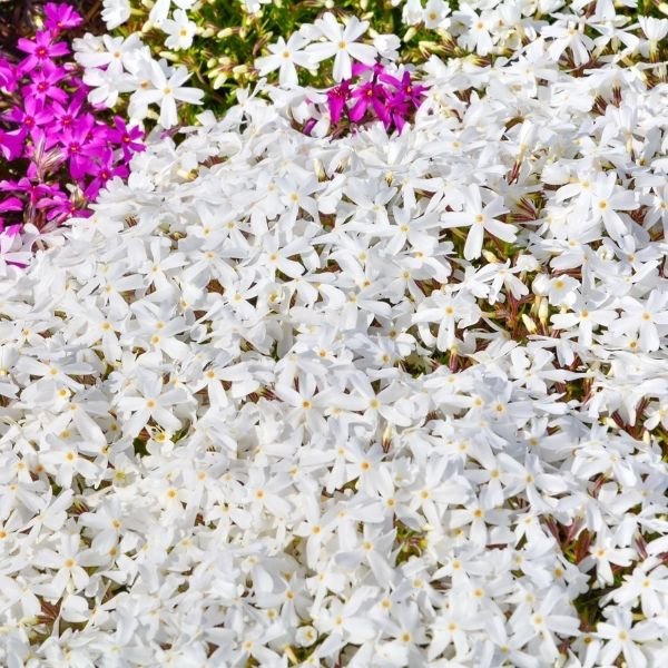 Snowflake Creeping Phlox - #1 Container