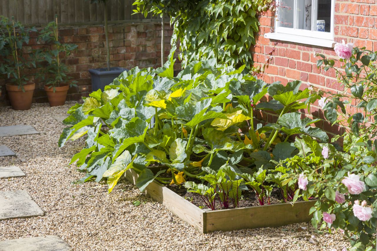 a small vegetable patch in a gravel garden