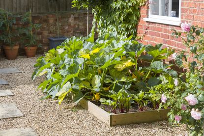 a small vegetable patch in a gravel garden