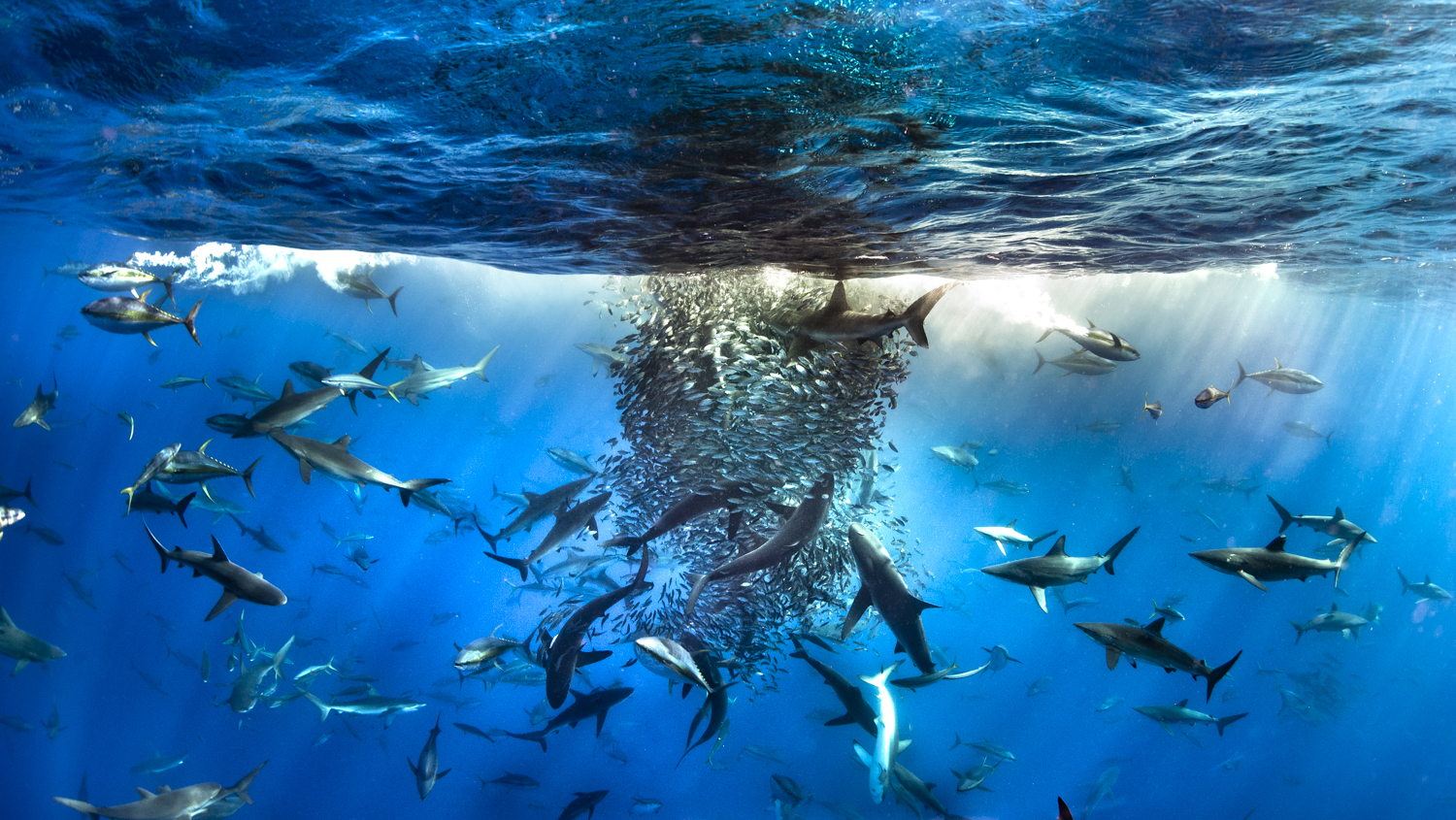 WildPhotos