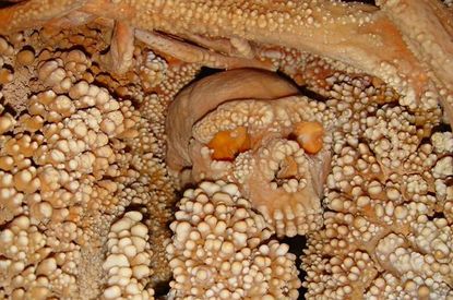 The Altamura Man