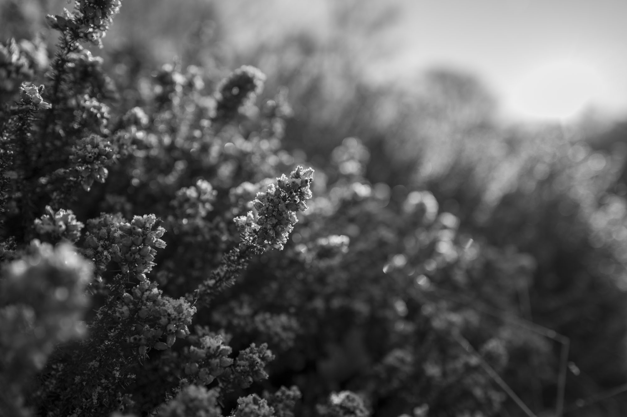 Leica Q3 Monochrom sample gallery: closeup of frost-covered heather
