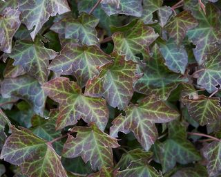 close up of English ivy (Hedera helix) leaves