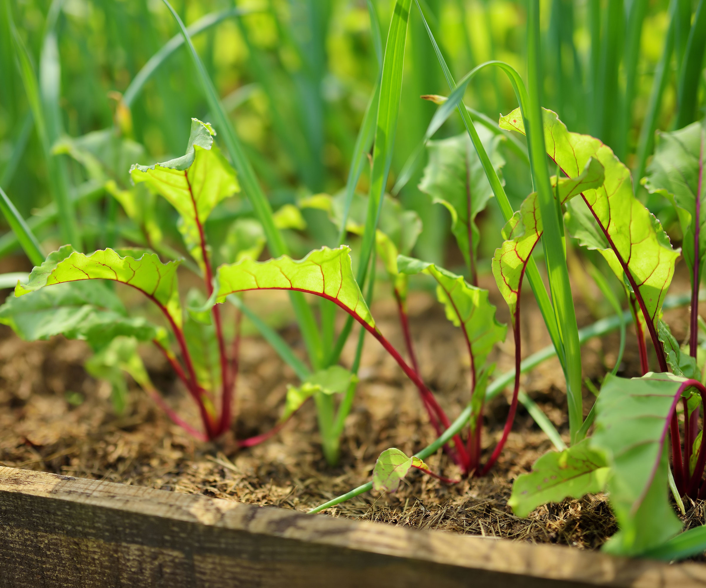 beet seedlings growing in raised bed