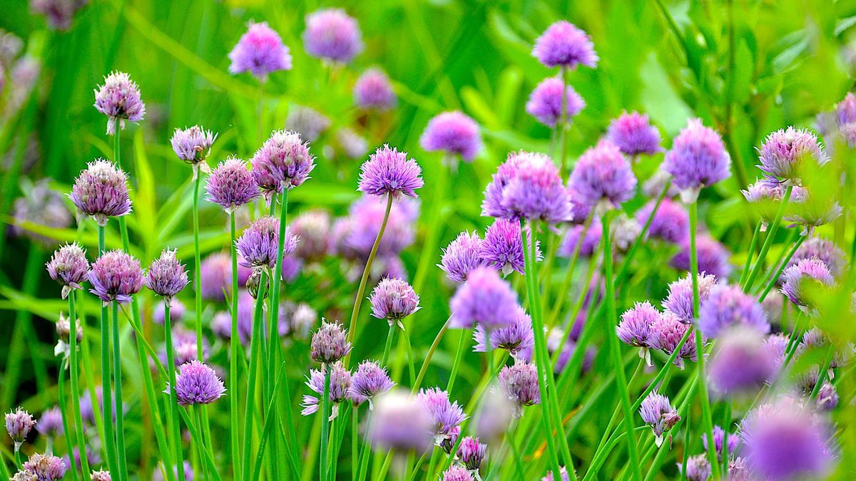 The Secret to Growing Chives – Everything You Need to Know about These Purple-Headed Beauties