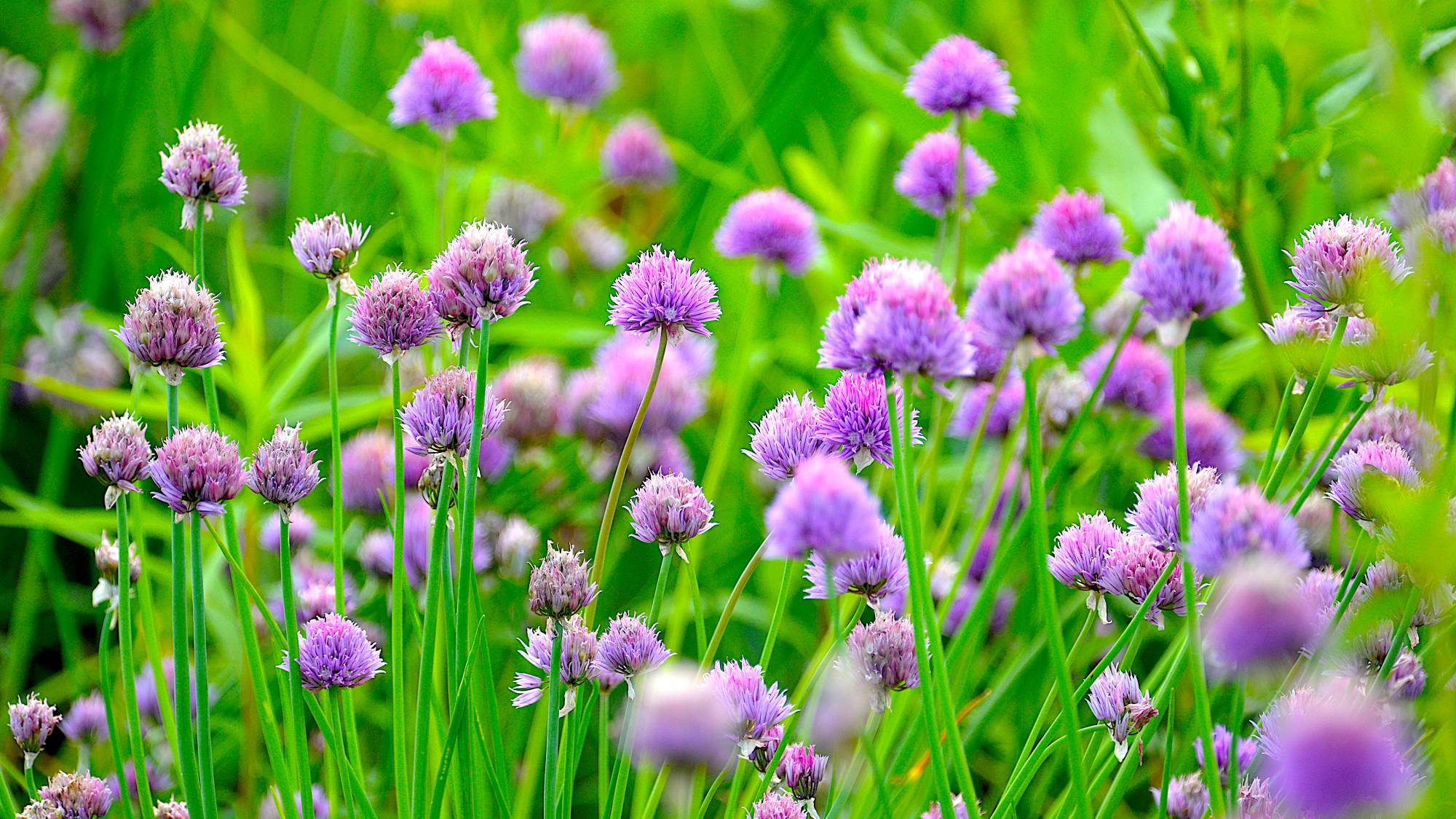 Chives with purple flowers