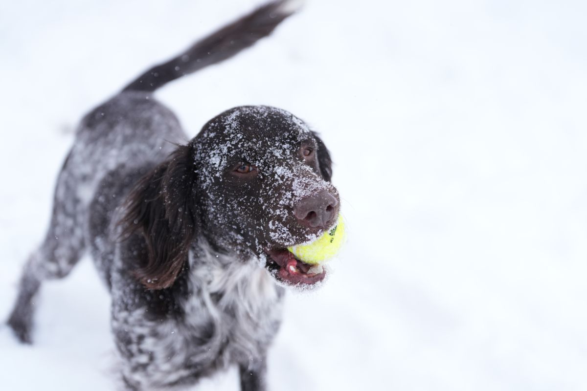 Sample images taken with the Sony 70-200mm f/2.8 GM OSS II lens and the Sony A7R V