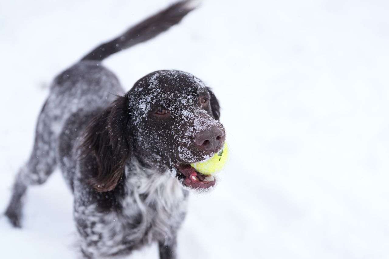 Sample images taken with the Sony 70-200mm f/2.8 GM OSS II lens and the Sony A7R V