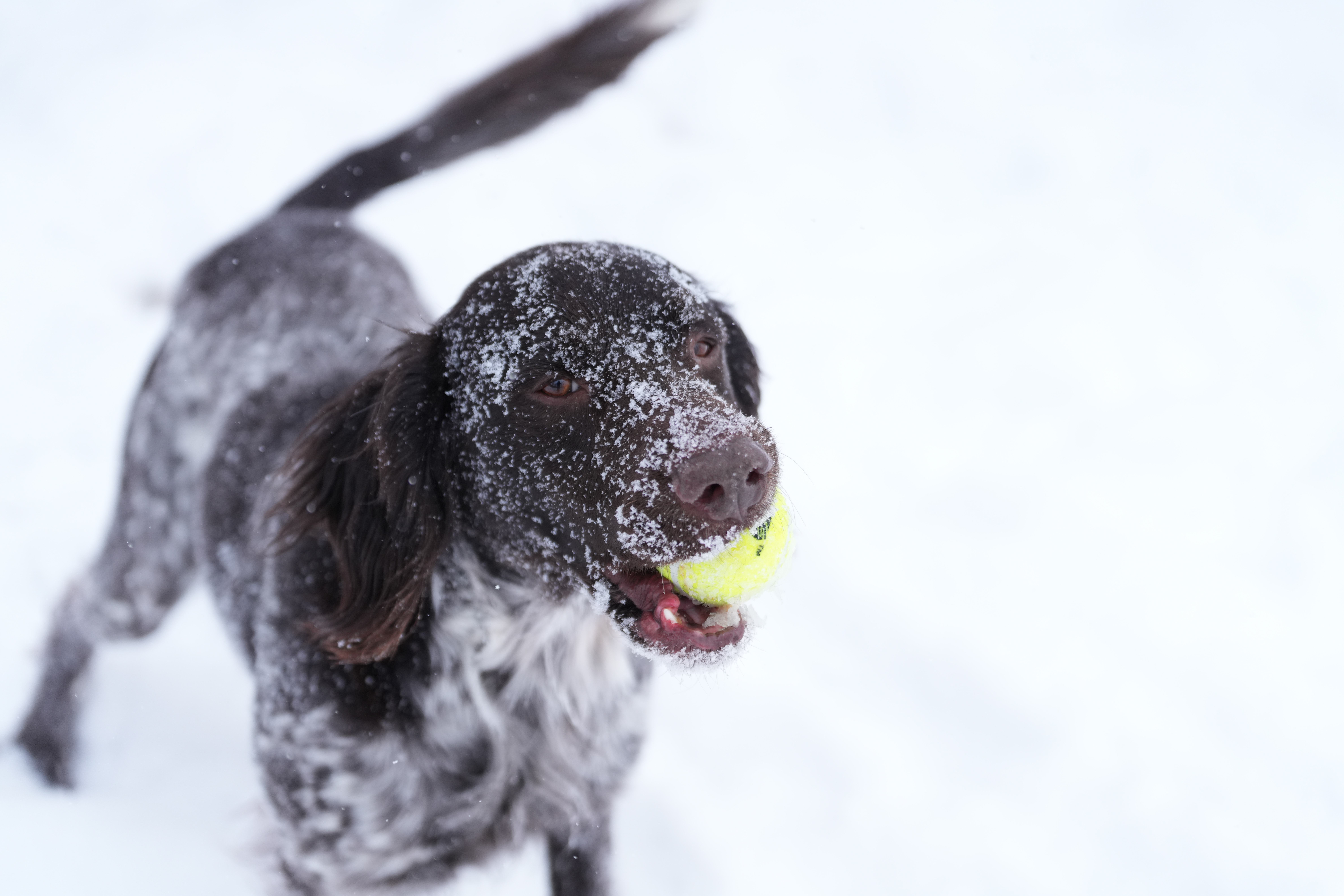 Sample images taken with the Sony 70-200mm f/2.8 GM OSS II lens and the Sony A7R V