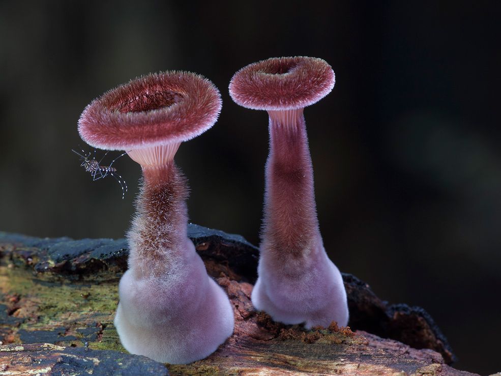 The magical mystery of a miniature mushroom kingdom | The Week