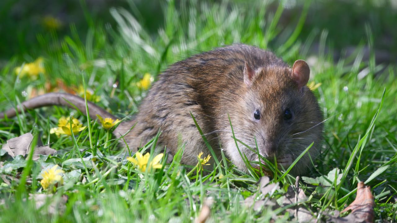 How to keep rats away from your yard: 5 methods | Homes & Gardens