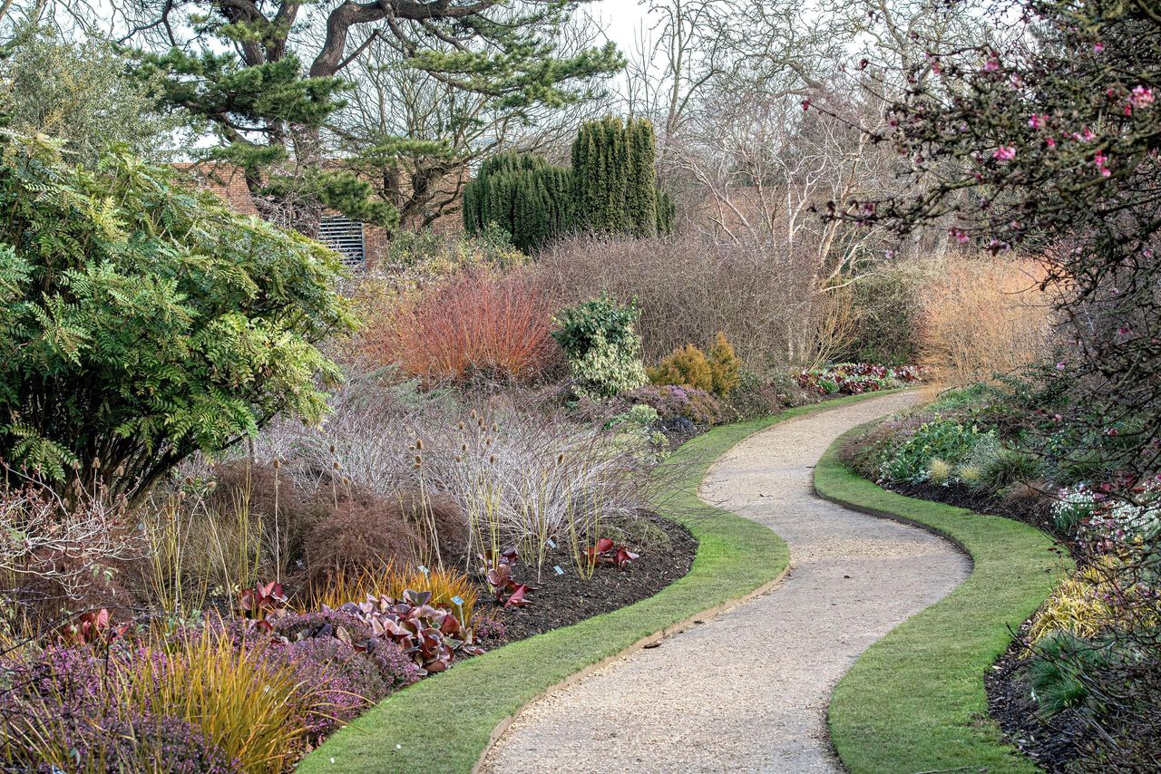 Ghost bramble (Rubus thibetanus &#039;Silver Fern&#039;, Rubus thibetanus Silver Fern), in &#039;The Winter Garden&#039;