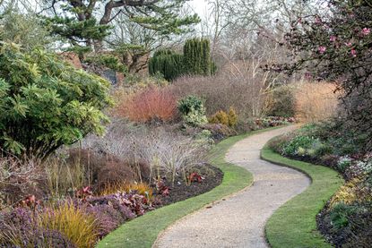 Ghost bramble (Rubus thibetanus 'Silver Fern', Rubus thibetanus Silver Fern), in 'The Winter Garden'