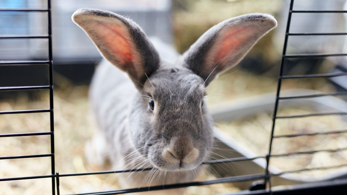 Do rabbits eat their poop? What's normal and not PetsRadar