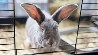 Rabbit in cage