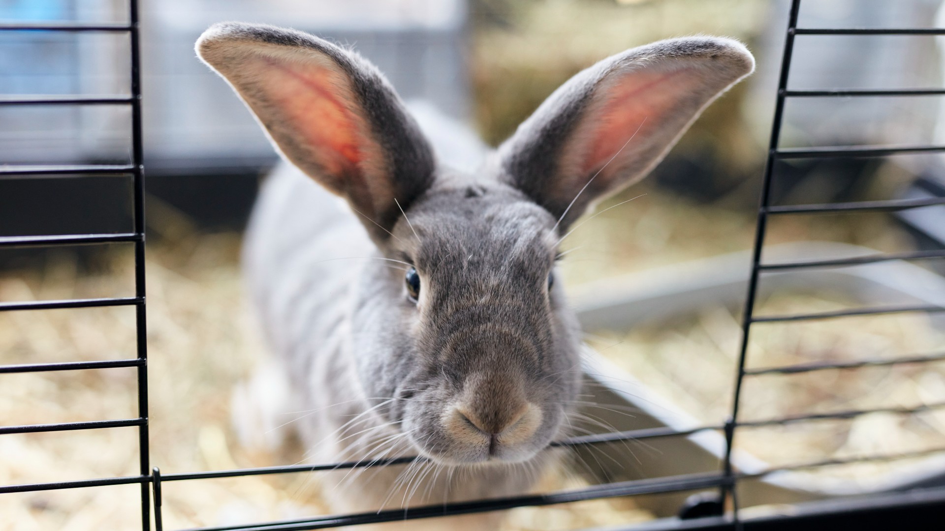 do-rabbits-eat-their-poop-what-s-normal-and-not-petsradar