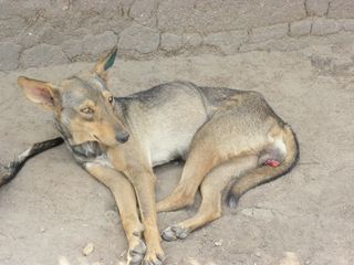 Simba, a 4 - year - old domestic dog from Buyubi Village in Tanzania, exhibits symptoms of canine transmissible venereal tumor.