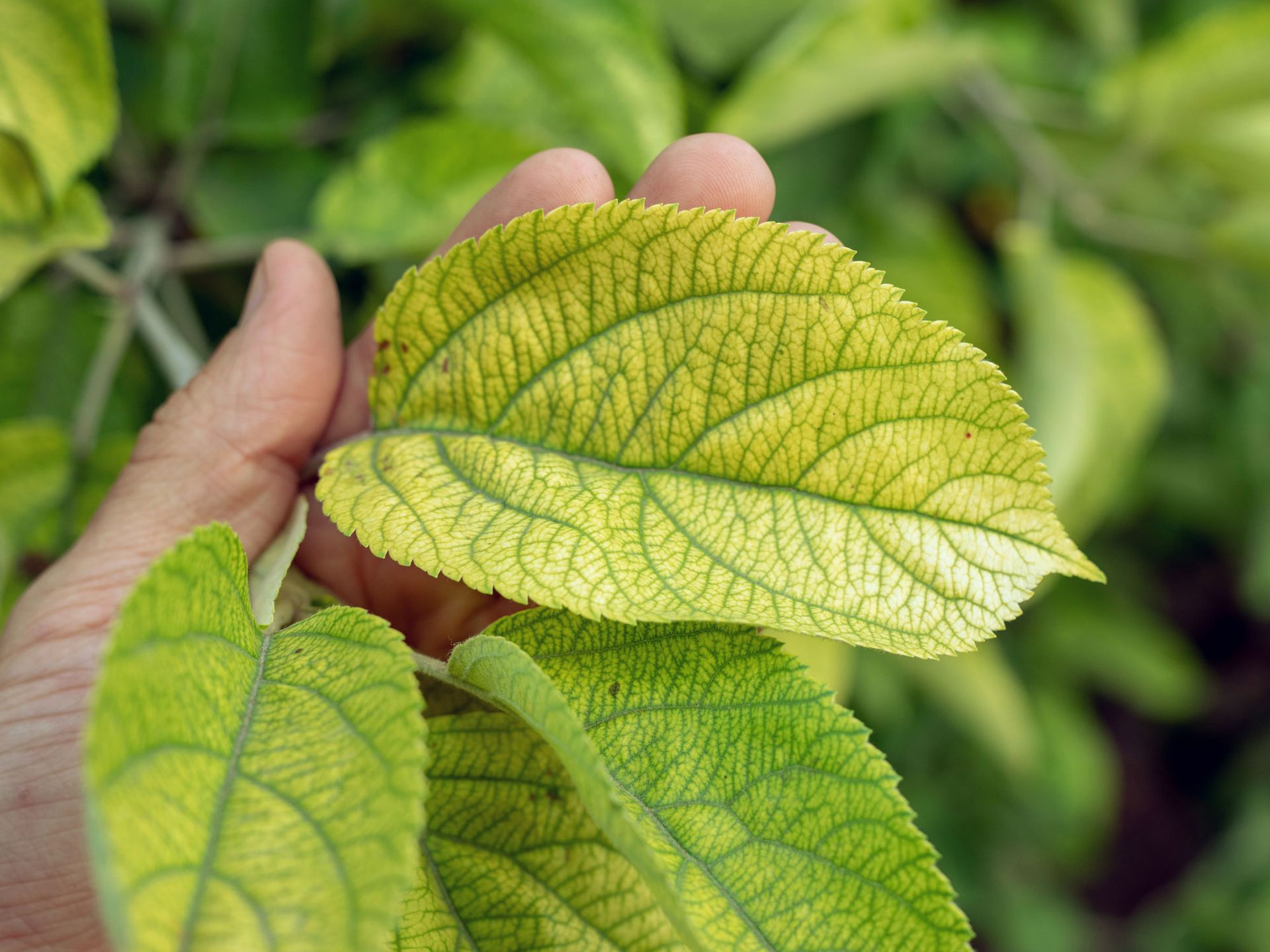 How to boost soil nutrients for the good of your backyard – and the planet 7 yellow apple leaf showing nutrient deficiency