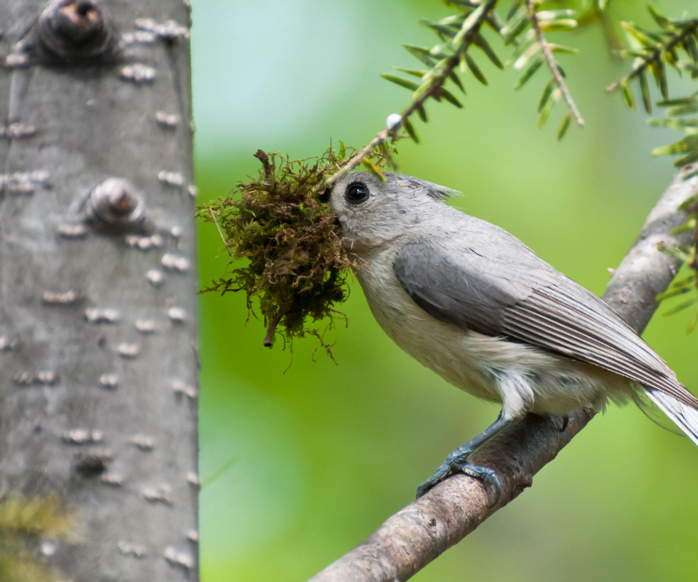 tufted titmouse with nesting material in its beak