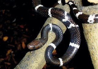 Wolf snake (Lycodon synaptor): Cambodia