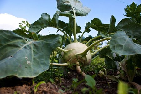 Kohlrabi Plant