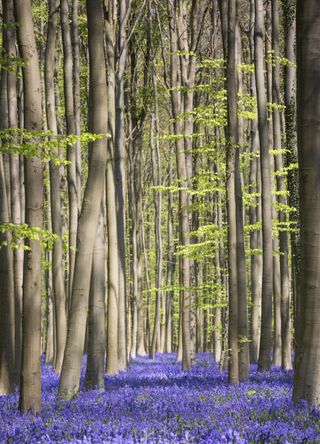 Hallerbos, Belgium