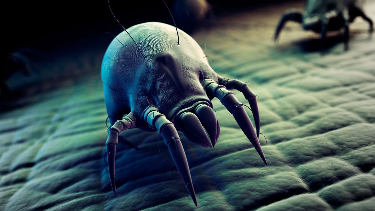 Illustration showing a close-up of a dust mite