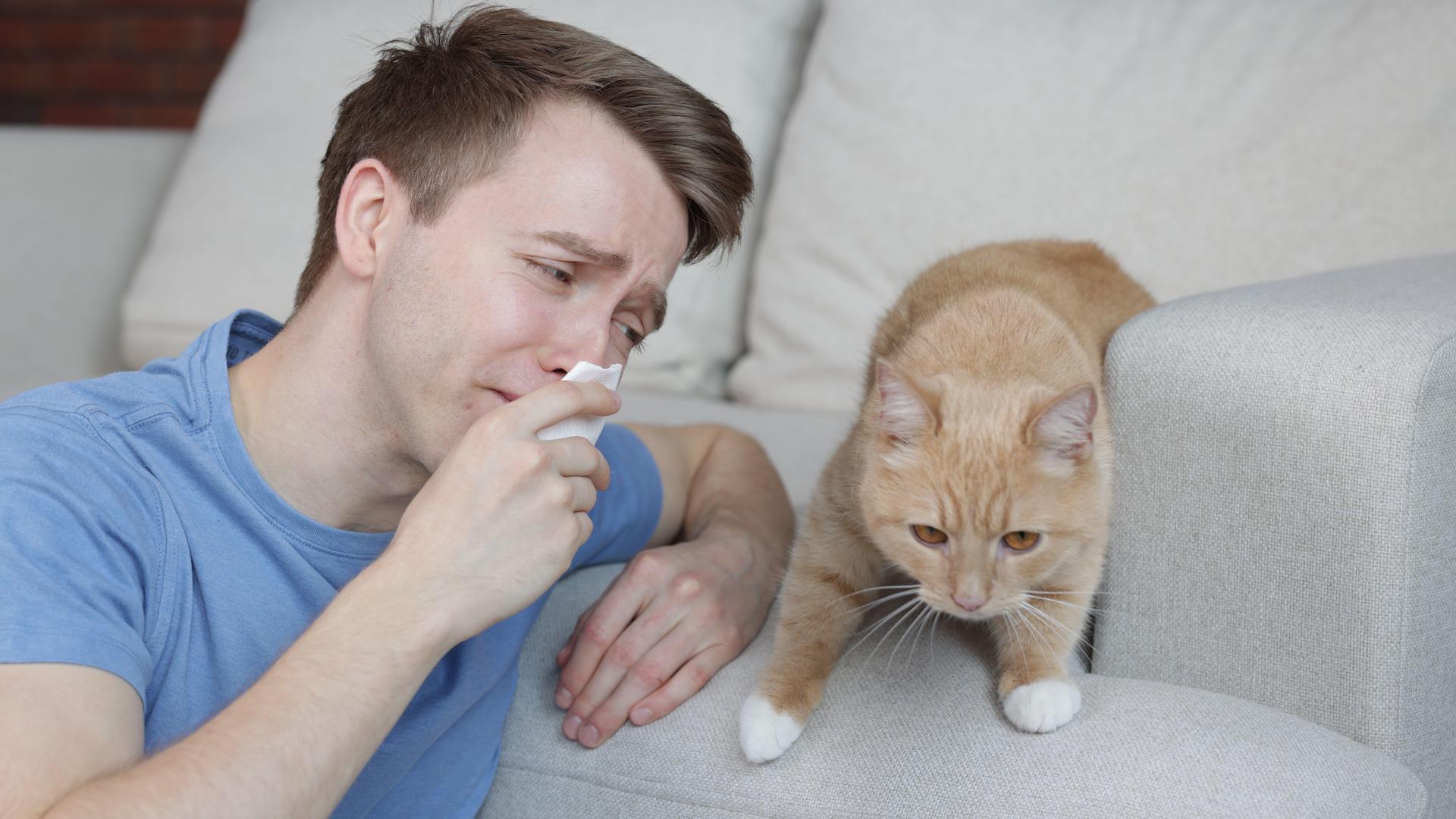 Man allergic to sweet cat