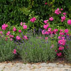 Pink roses growing behind lavender plants