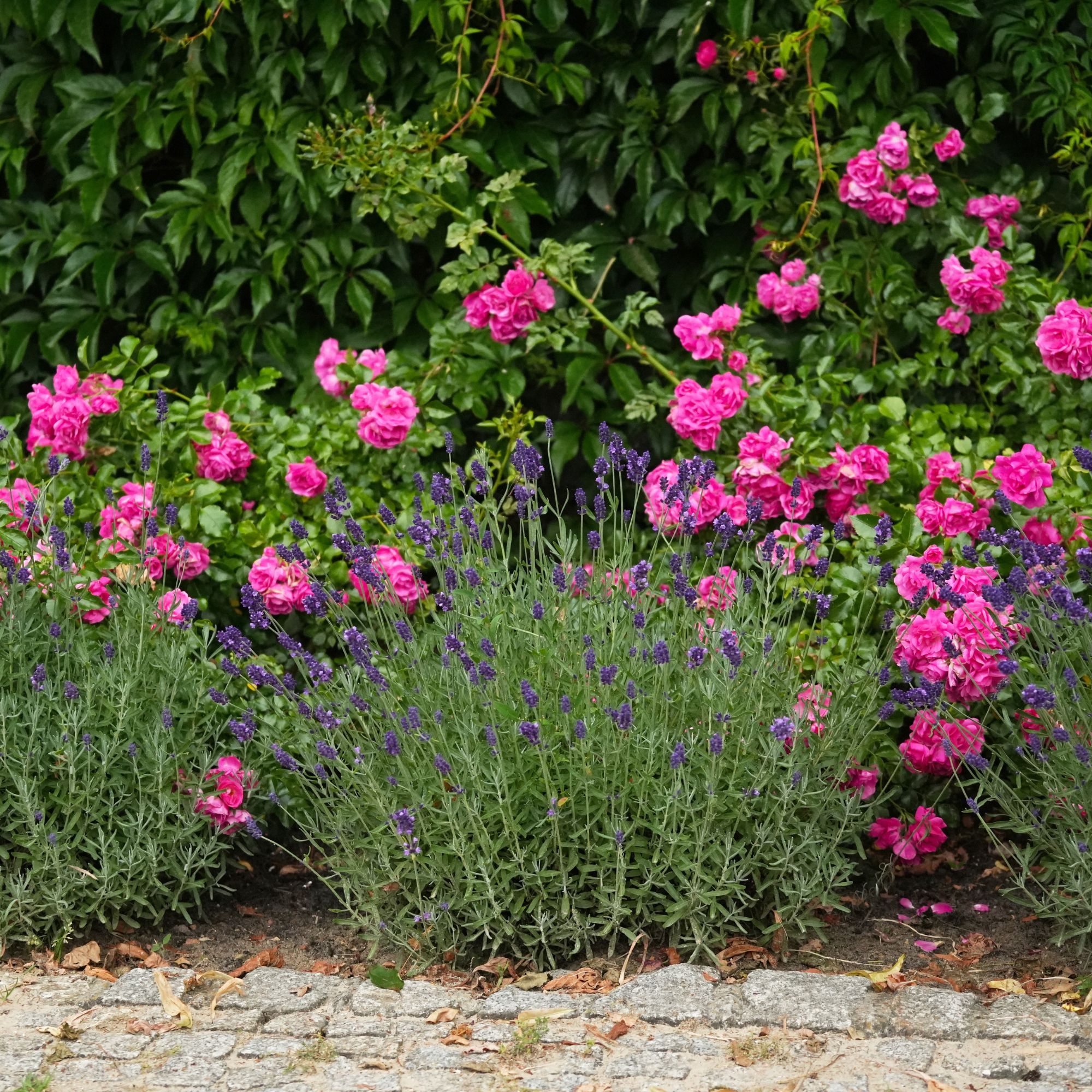 Pink roses growing behind lavender plants