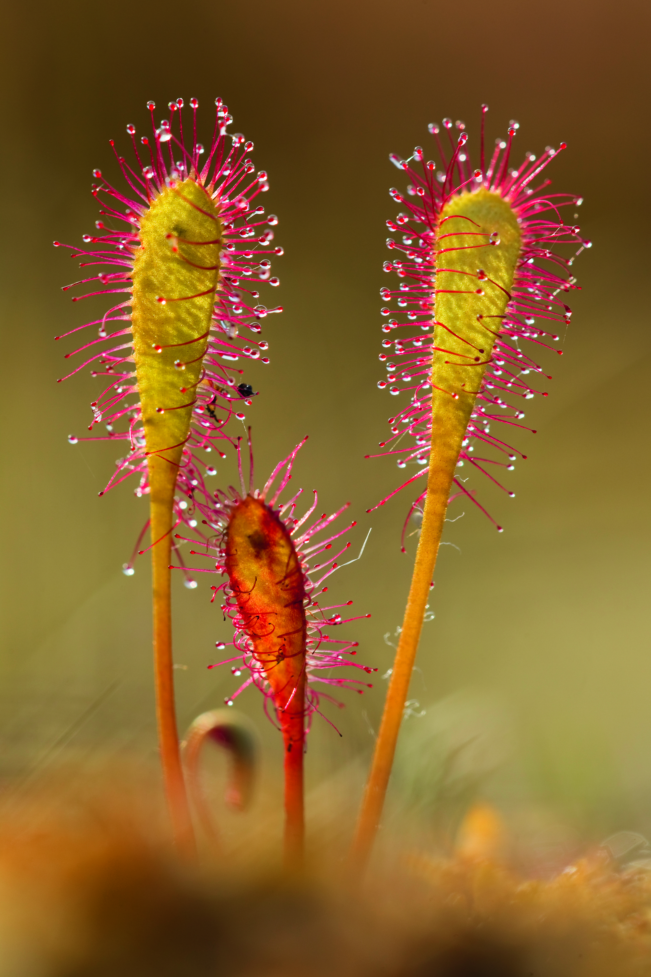Greater sundew (Drosera anglica) close-up, Flow Country, Sutherland, Highlands, Scotland, UK, July