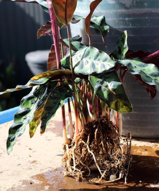 Calathea insignis or Calathea lancifolia also known as Rattlesnake Plant, Zebra plant,Prayer Plant, Peacock plant with roots