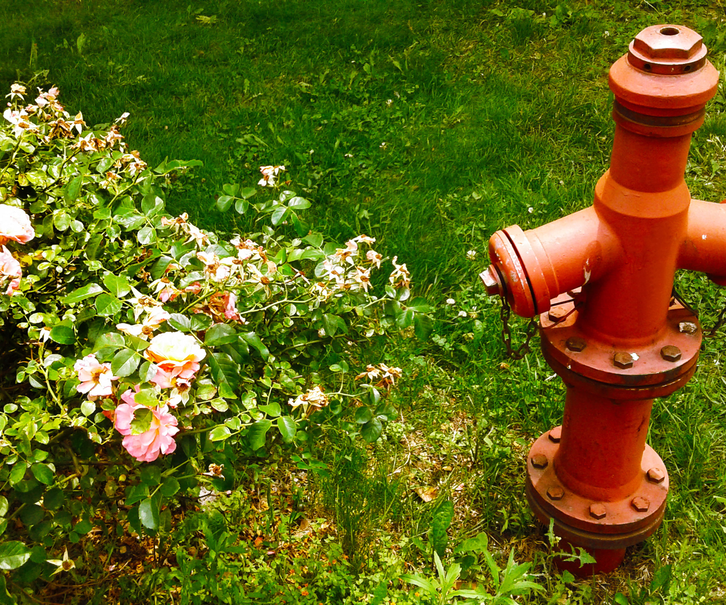 fire hydrant with nearby rose bush