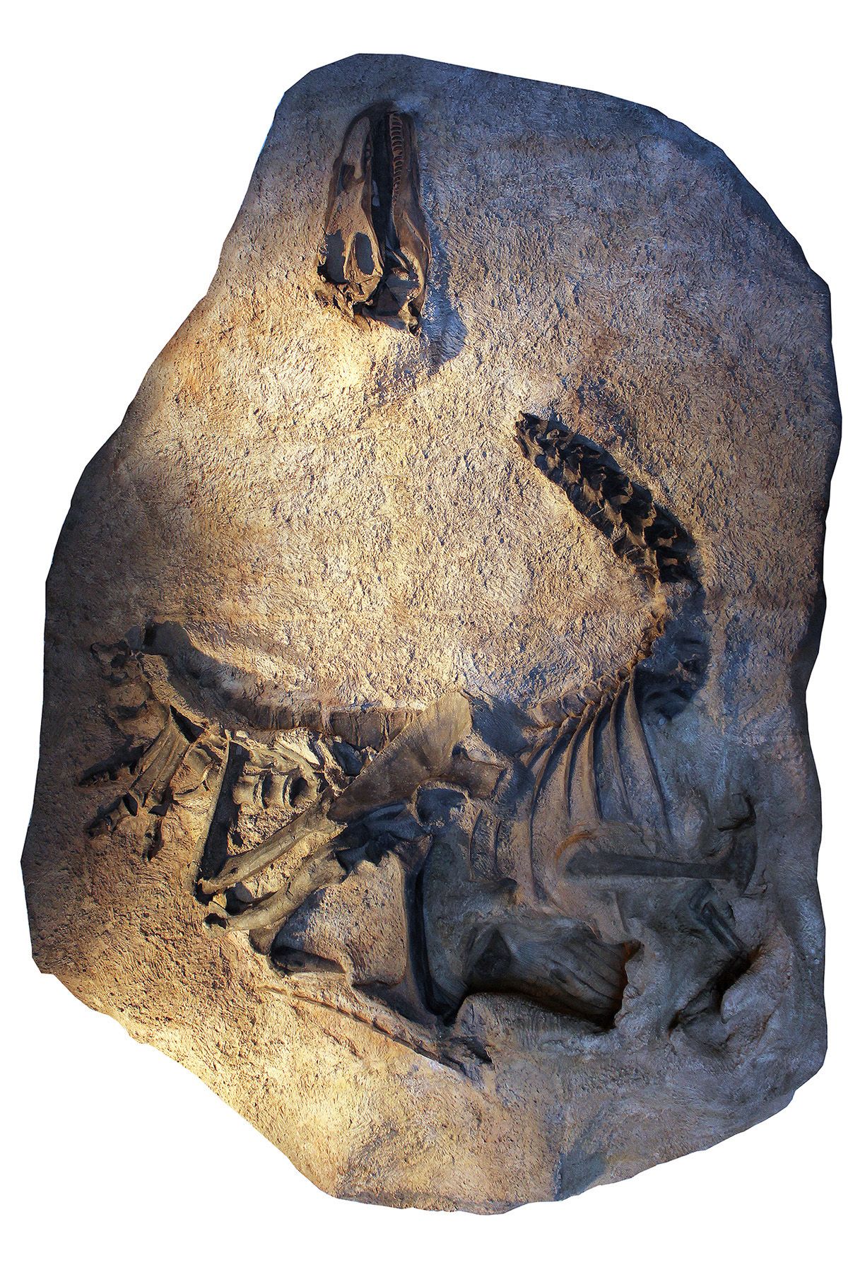 Before the newfound Allosaurus skeleton was taken apart, researchers made this cast of it, which is now on exhibit at Dinosaur National Monument in Utah.