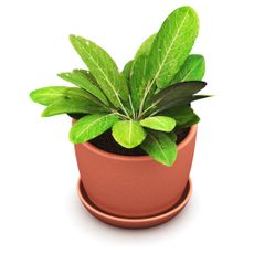 Potted Sorrel Plant