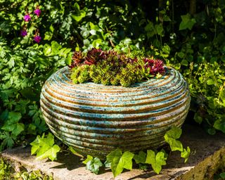 Decorative bowl of succulents in dappled shade