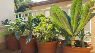 Kale growing in pots
